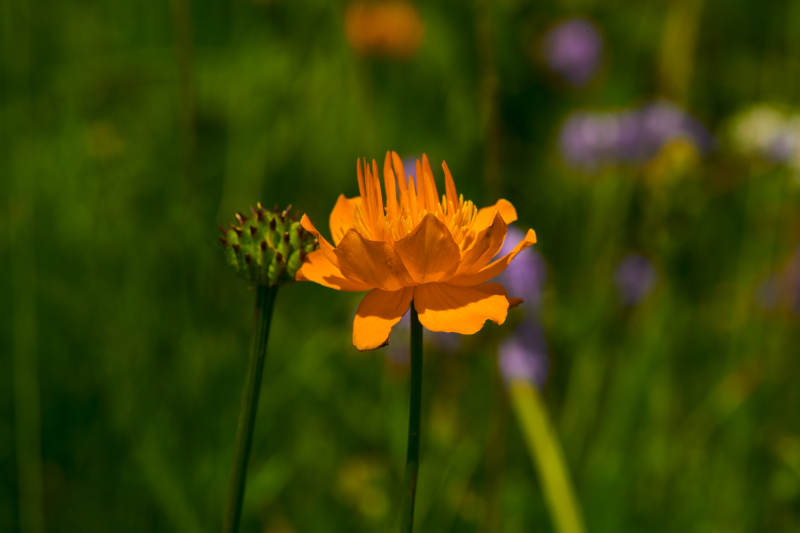 中国河北省张家口沽源县天鹅湖景区湿地金莲花图片