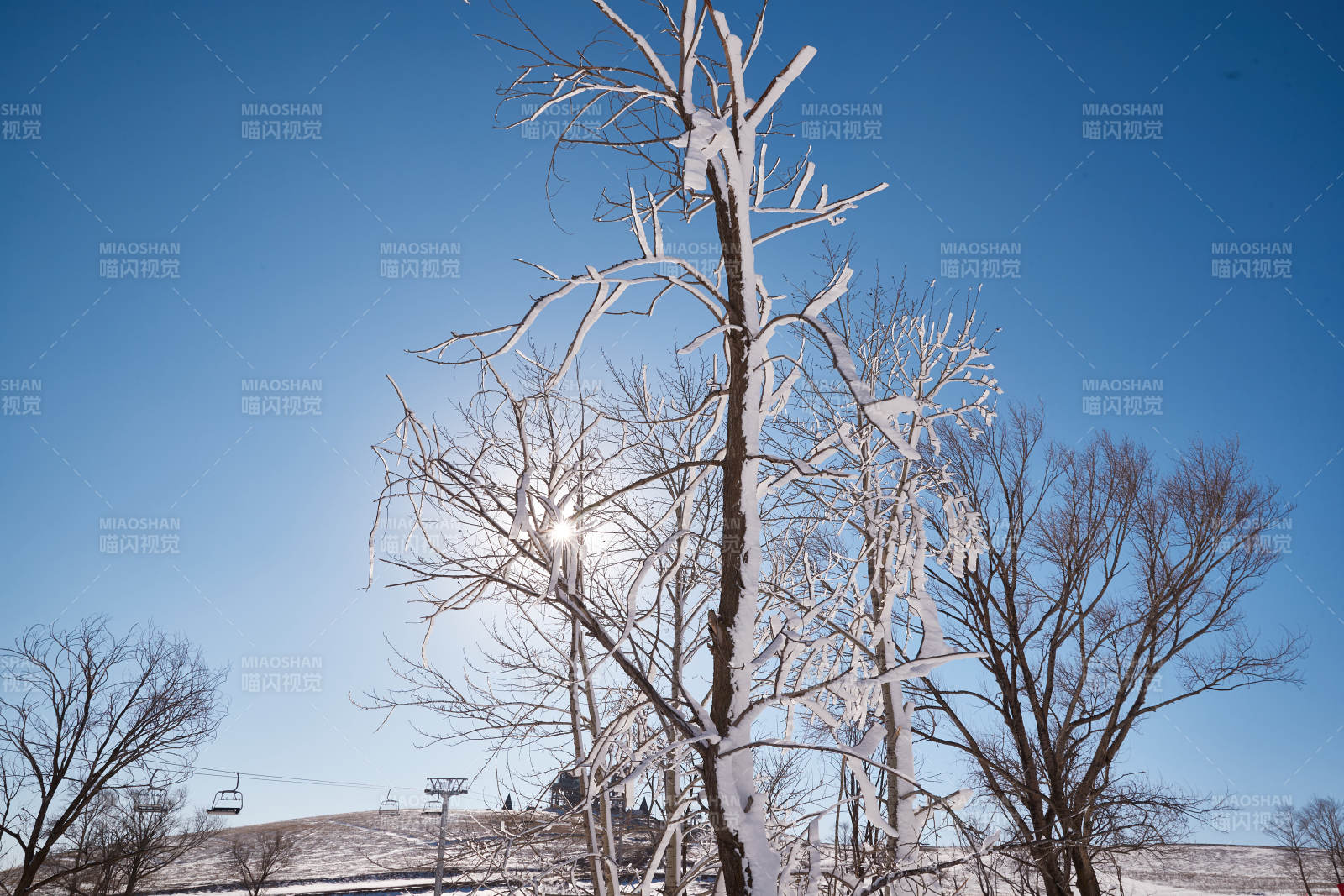 冬季森林自然风景图片
