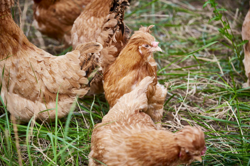 散养状态下散步在草地上的健康北京油鸡图片