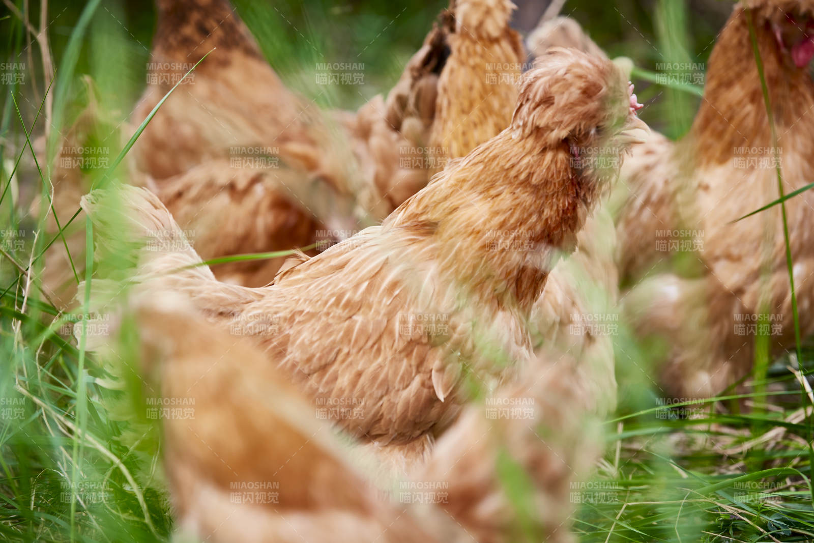 散养状态下散步在草地上的健康北京油鸡图片