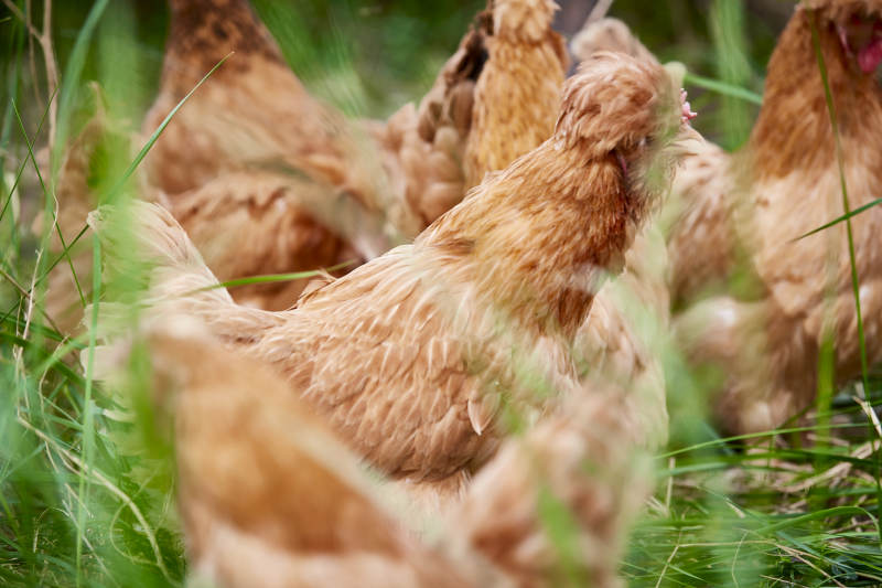 散养状态下散步在草地上的健康北京油鸡图片