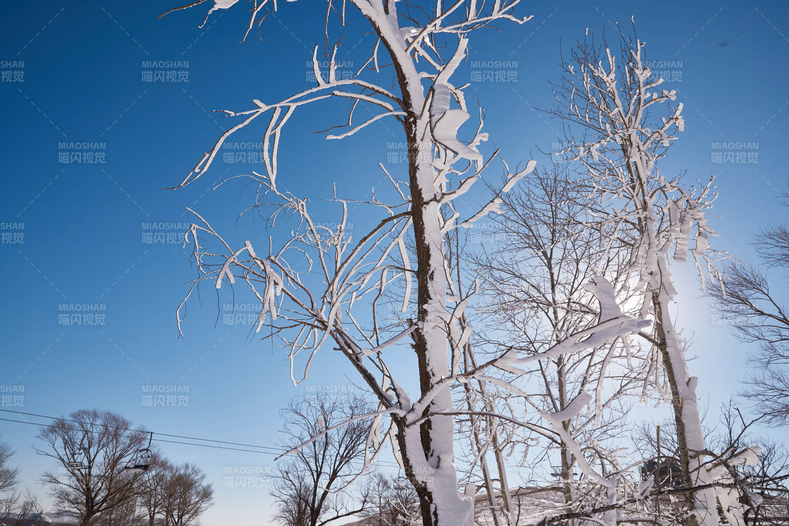 冬季森林自然风景图片