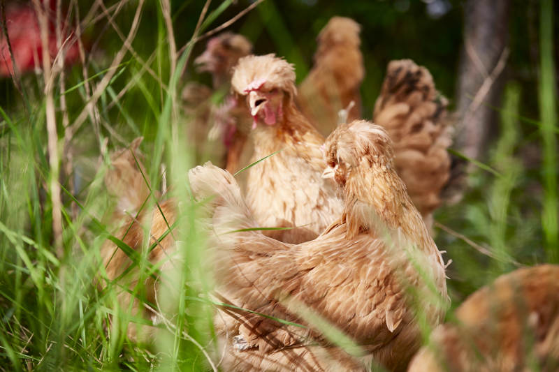 散养状态下散步在草地上的健康北京油鸡图片