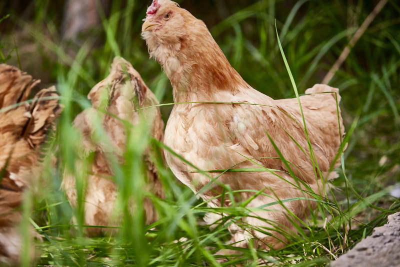 散养状态下散步在草地上的健康北京油鸡图片