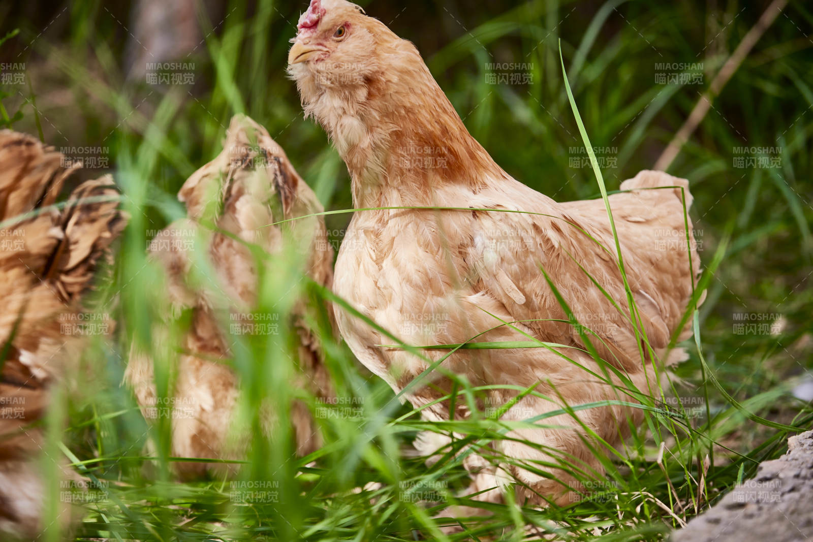 散养状态下散步在草地上的健康北京油鸡图片