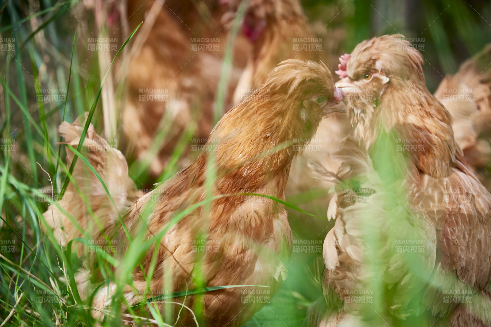 散养状态下散步在草地上的健康北京油鸡图片