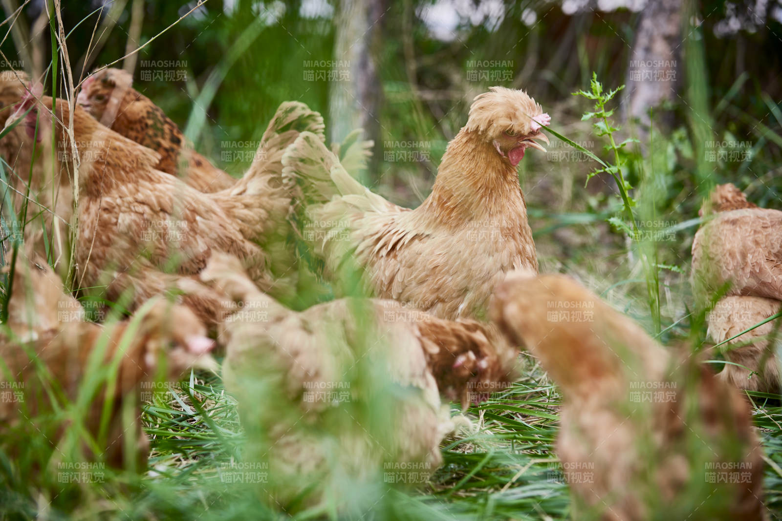 散养状态下散步在草地上的健康北京油鸡图片