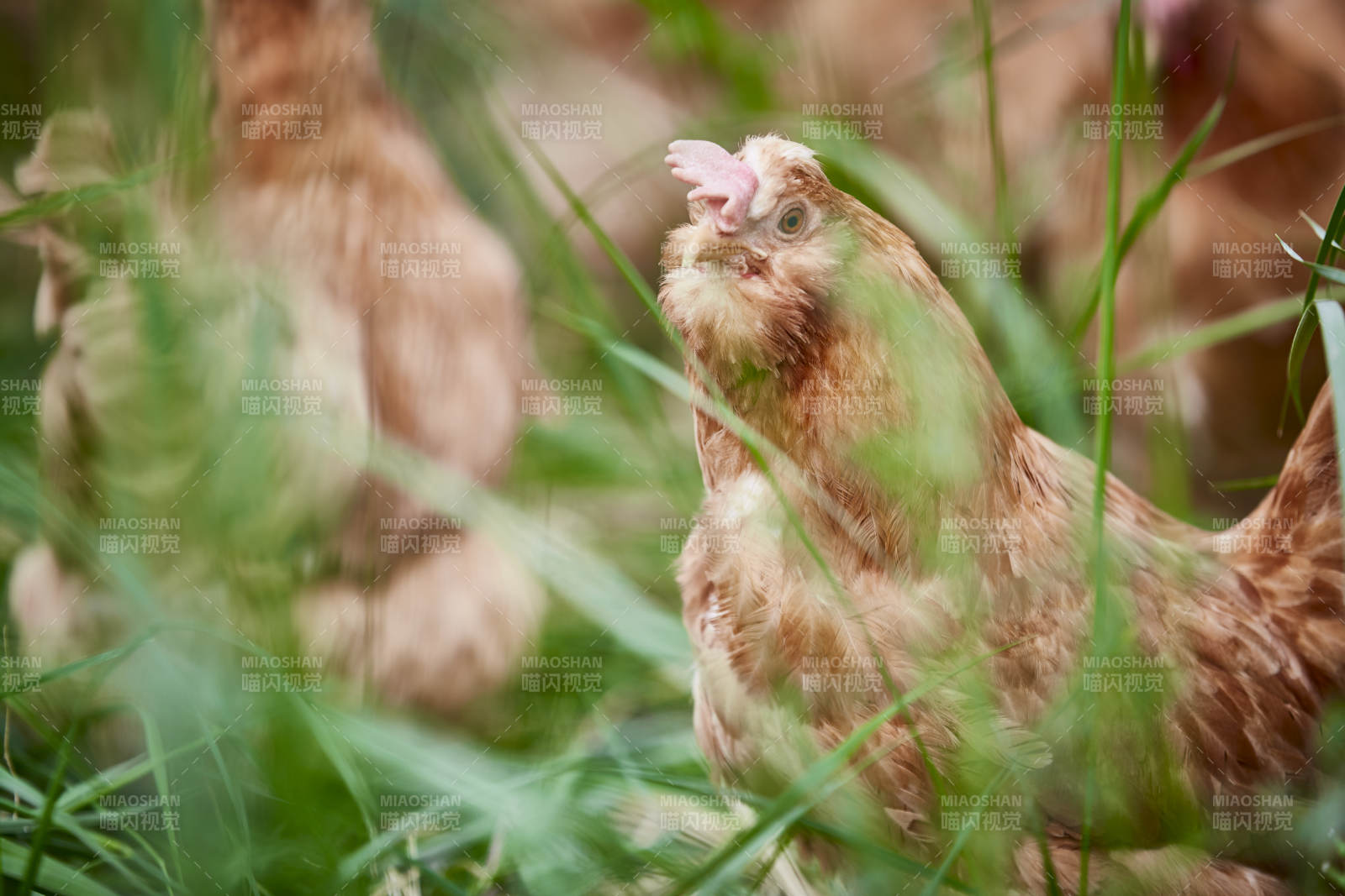 散养状态下散步在草地上的健康北京油鸡图片