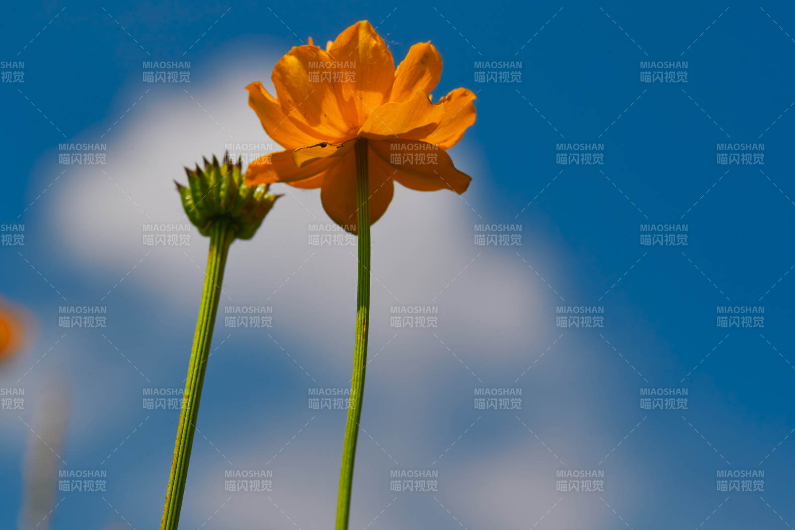 中国河北省张家口沽源县天鹅湖景区湿地金莲花图片