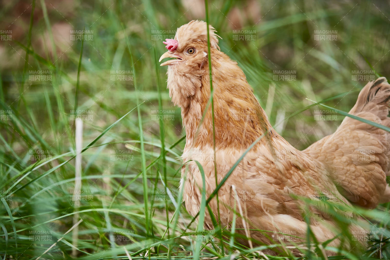 散养状态下散步在草地上的健康北京油鸡图片