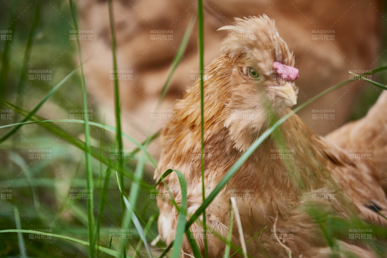 散养状态下散步在草地上的健康北京油鸡图片