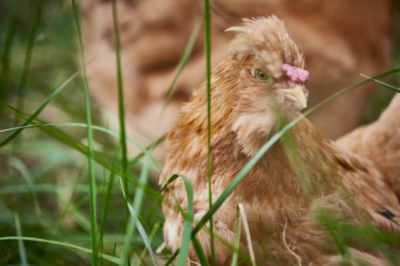 散养状态下散步在草地上的健康北京油鸡图片