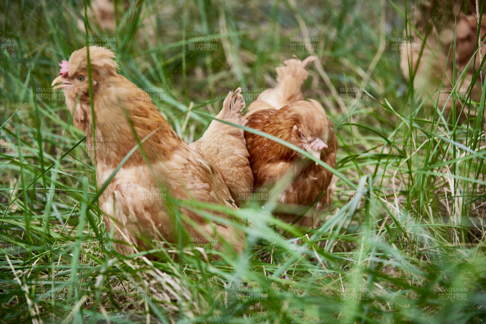散养状态下散步在草地上的健康北京油鸡图片