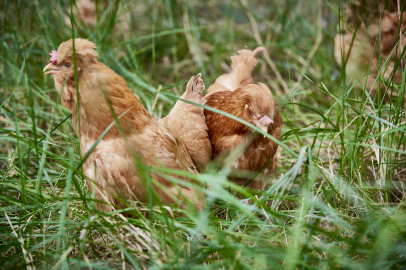 散养状态下散步在草地上的健康北京油鸡图片