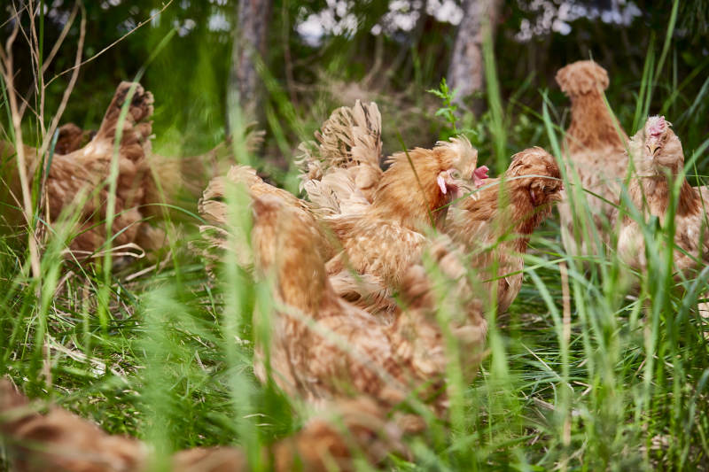 散养状态下散步在草地上的健康北京油鸡图片