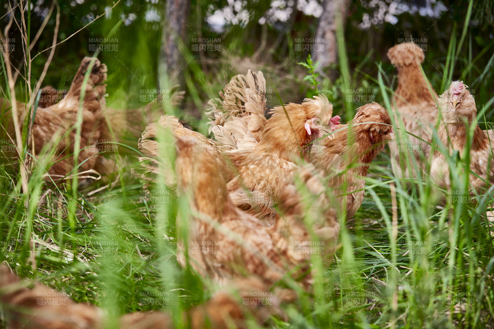 散养状态下散步在草地上的健康北京油鸡图片