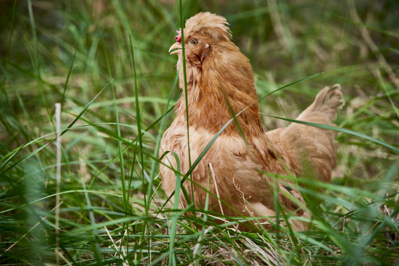 散养状态下散步在草地上的健康北京油鸡图片