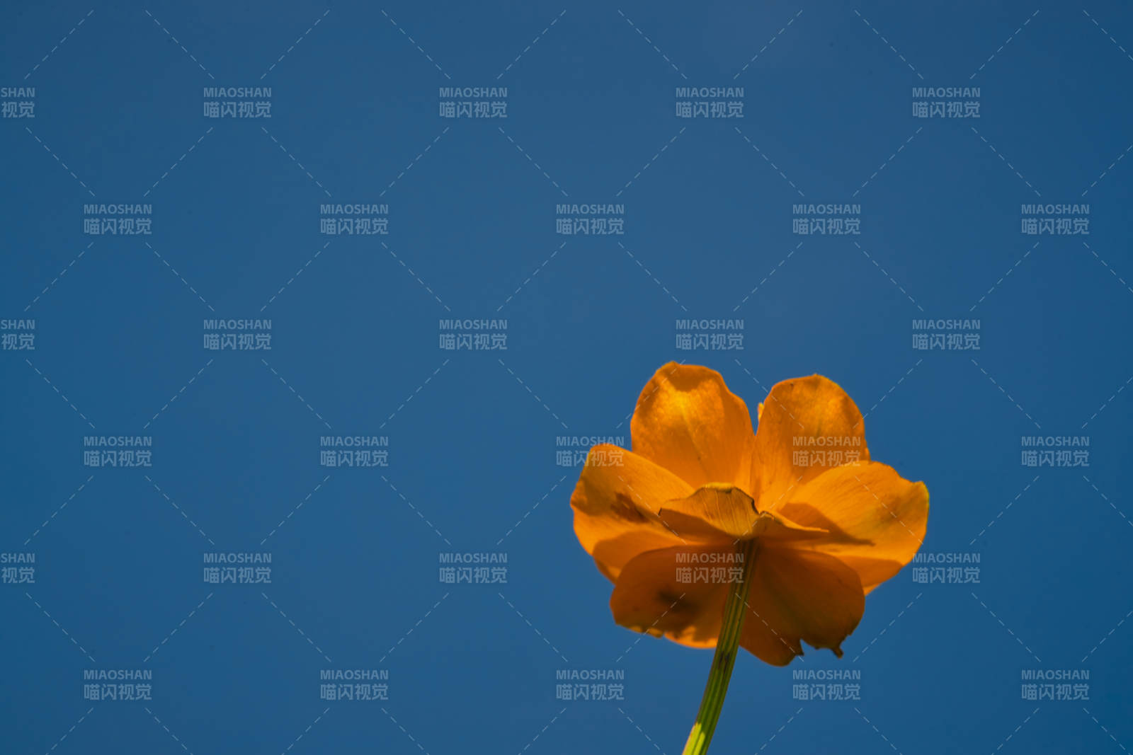 中国河北省张家口沽源县天鹅湖景区湿地金莲花图片