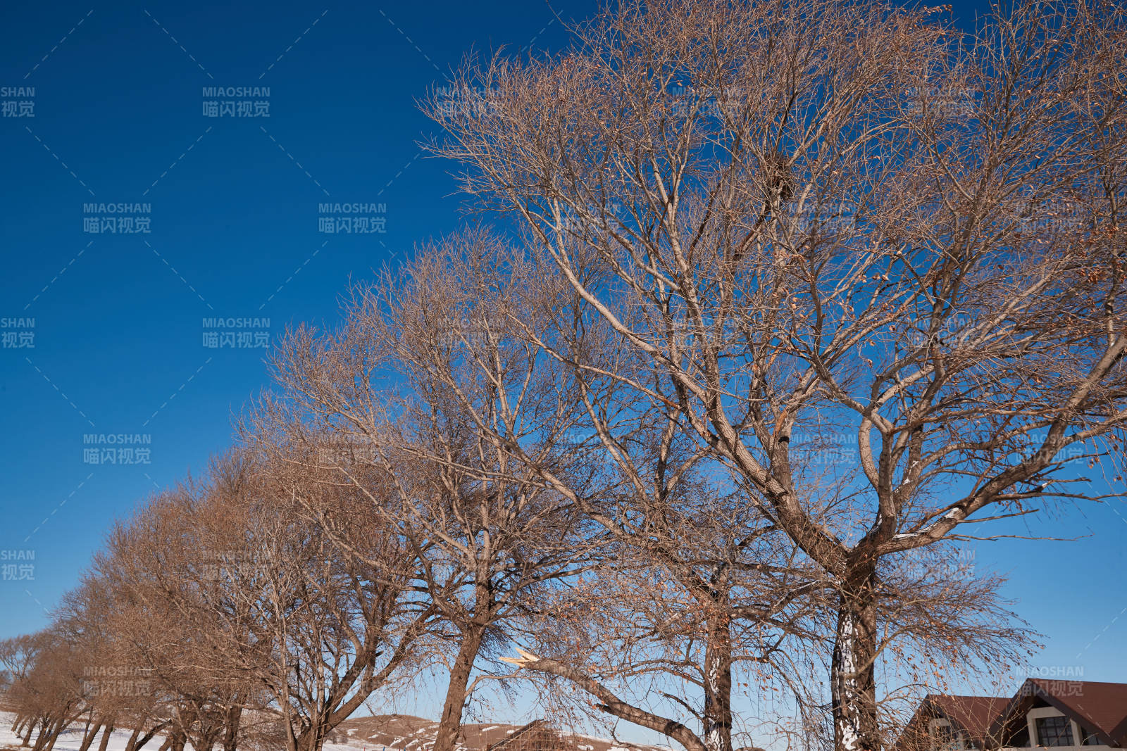 冬季森林自然风景图片