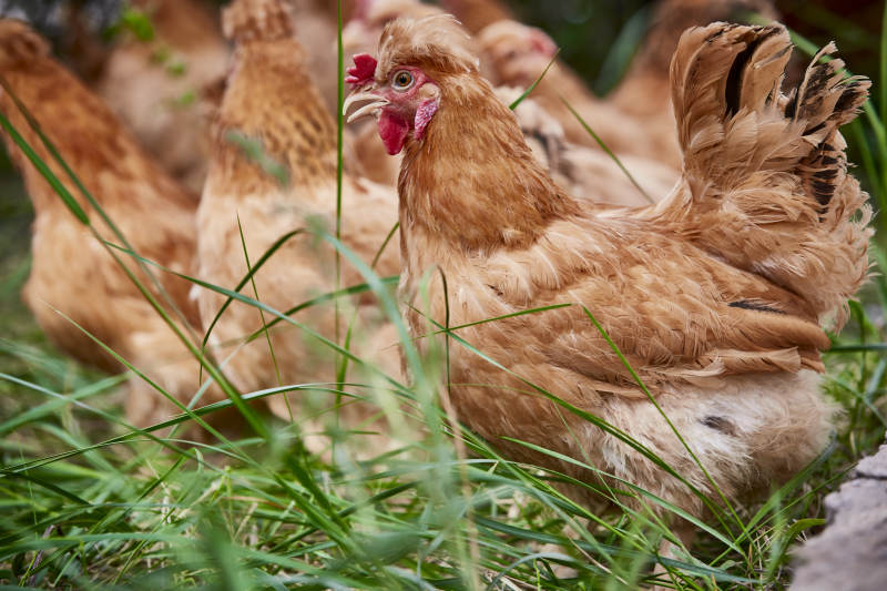 散养状态下散步在草地上的健康北京油鸡图片