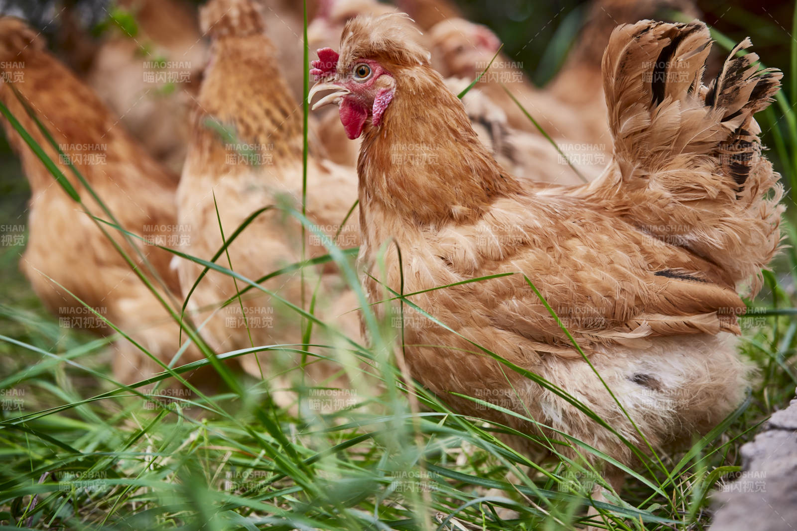 散养状态下散步在草地上的健康北京油鸡图片