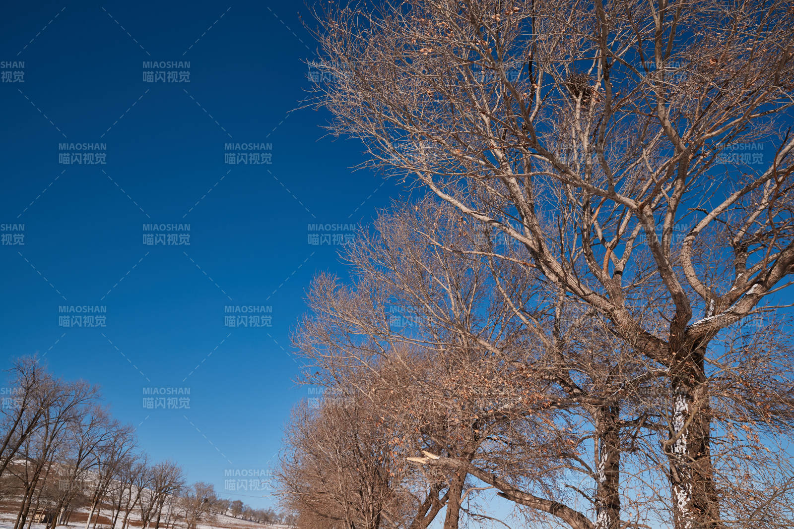 冬季森林自然风景图片