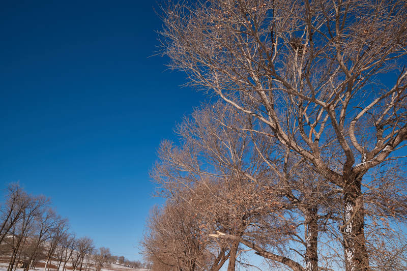 冬季森林自然风景图片