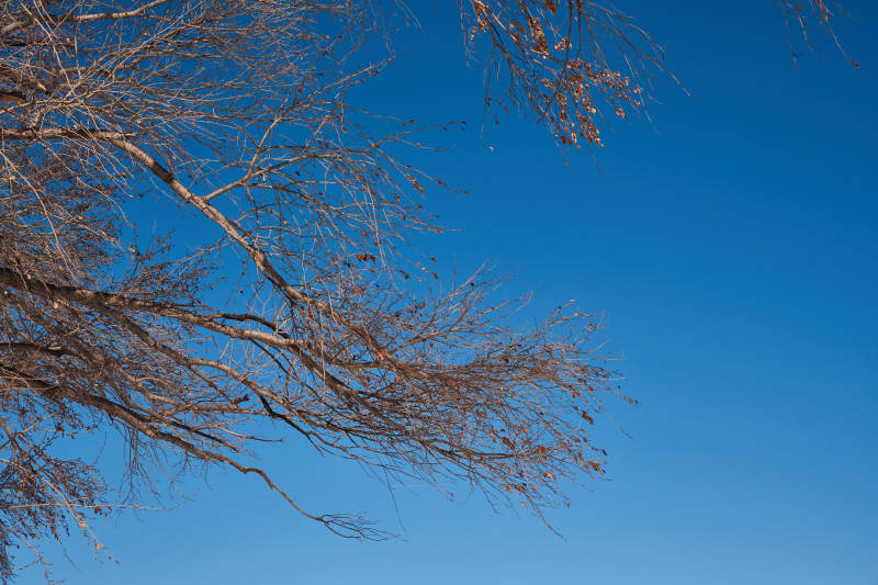 冬季森林自然风景图片