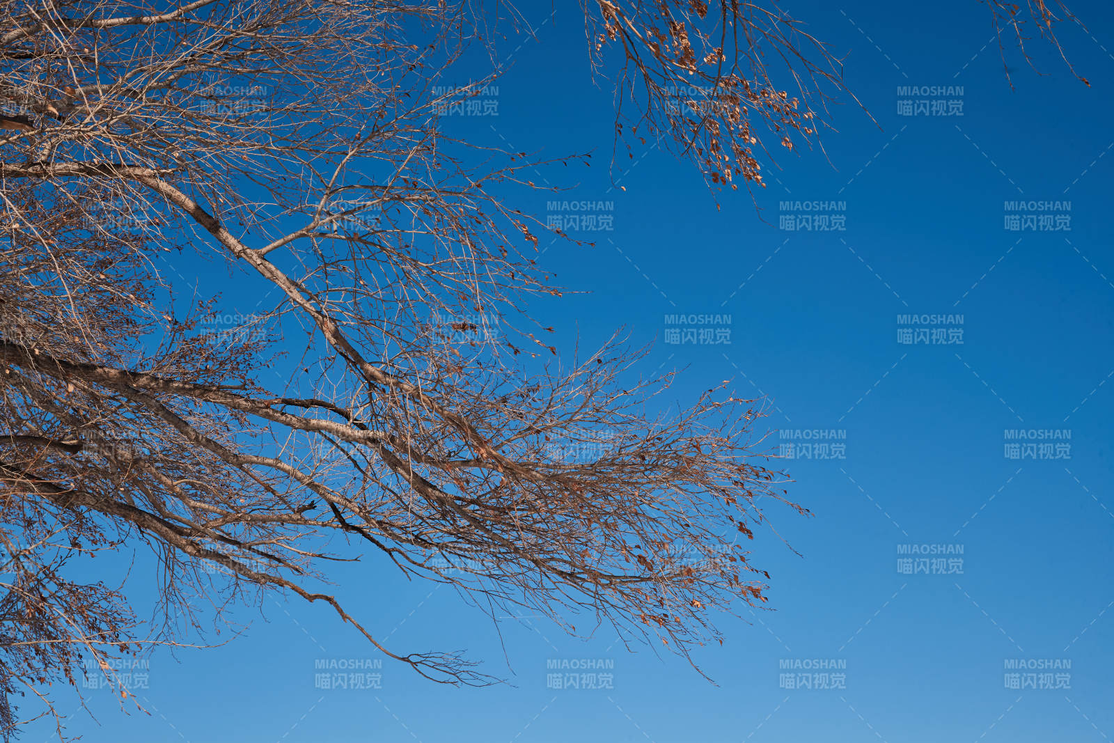 冬季森林自然风景图片
