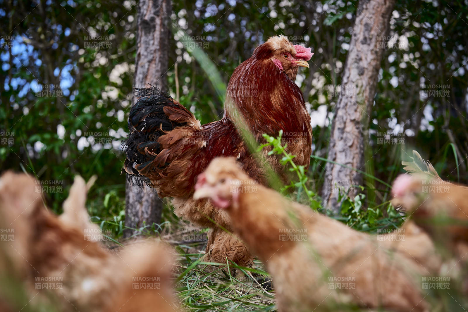 散养状态下散步在草地上的健康北京油鸡图片