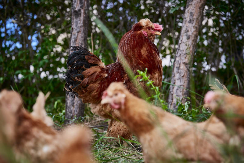 散养状态下散步在草地上的健康北京油鸡图片