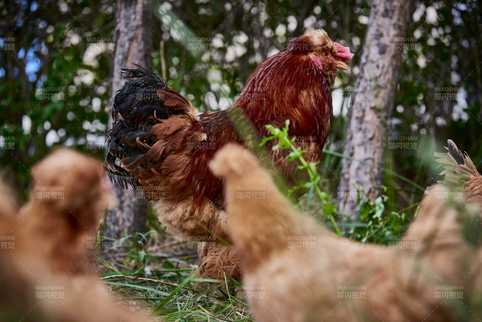 散养状态下散步在草地上的健康北京油鸡图片