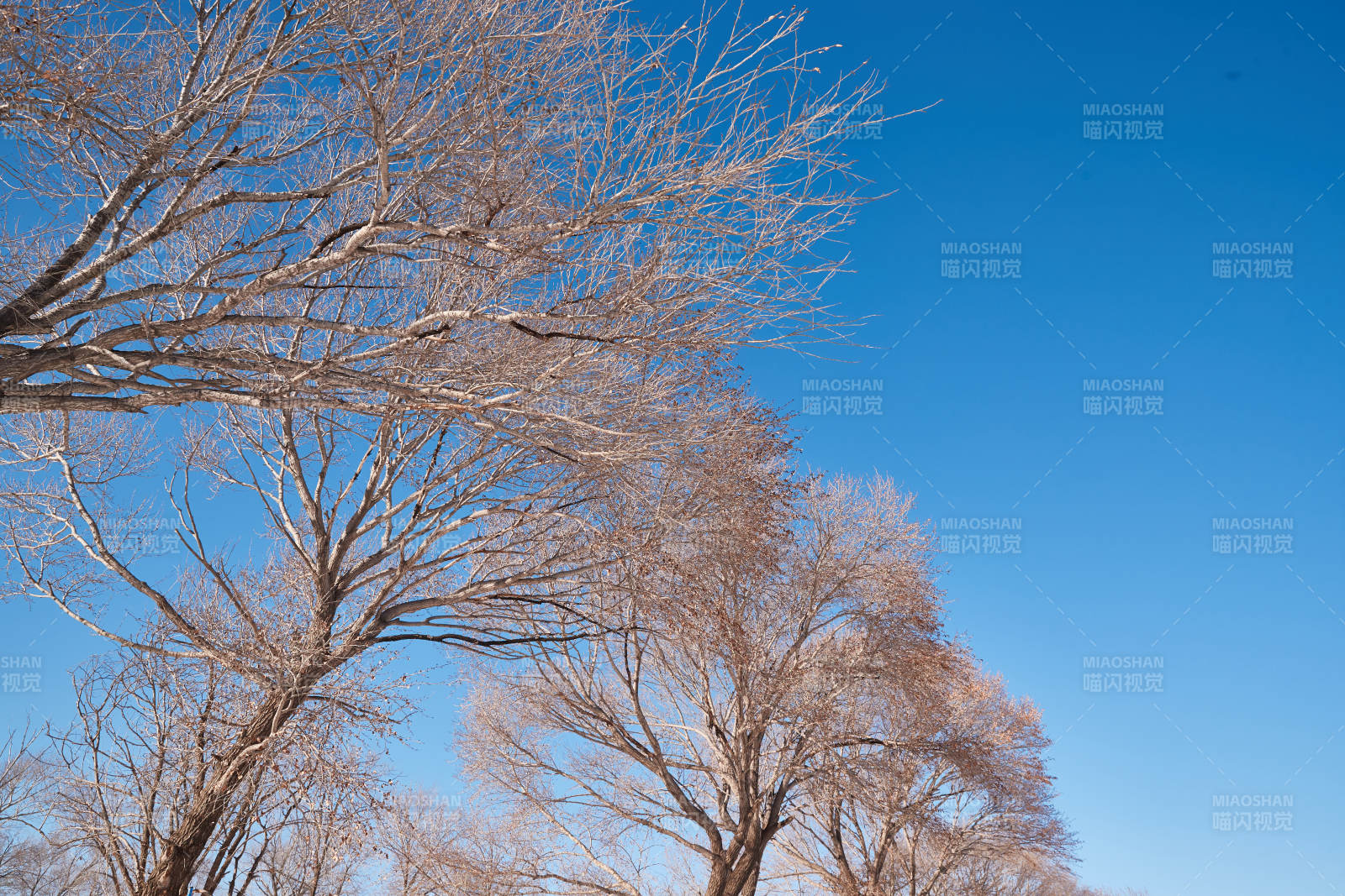 冬季森林自然风景图片