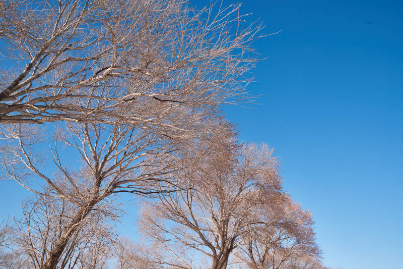 冬季森林自然风景图片