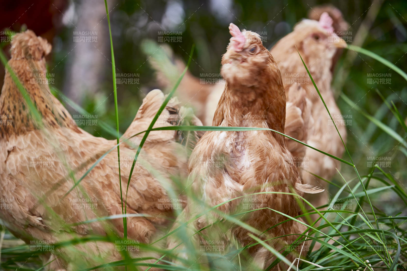 散养状态下散步在草地上的健康北京油鸡图片