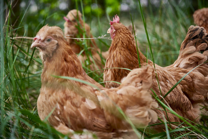 散养状态下散步在草地上的健康北京油鸡图片