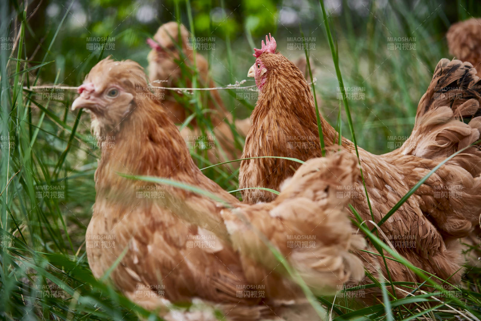 散养状态下散步在草地上的健康北京油鸡图片