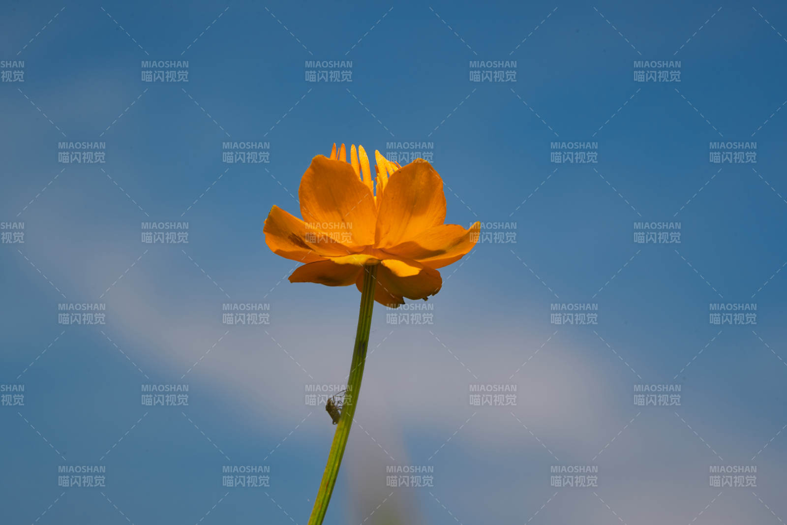 中国河北省张家口沽源县天鹅湖景区湿地金莲花图片