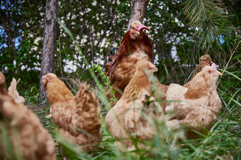 散养状态下散步在草地上的健康北京油鸡图片