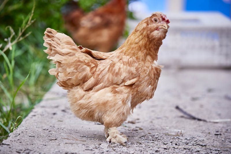 散养状态下散步在草地上的健康北京油鸡图片