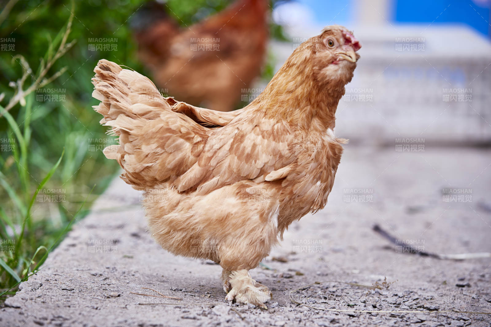 散养状态下散步在草地上的健康北京油鸡图片