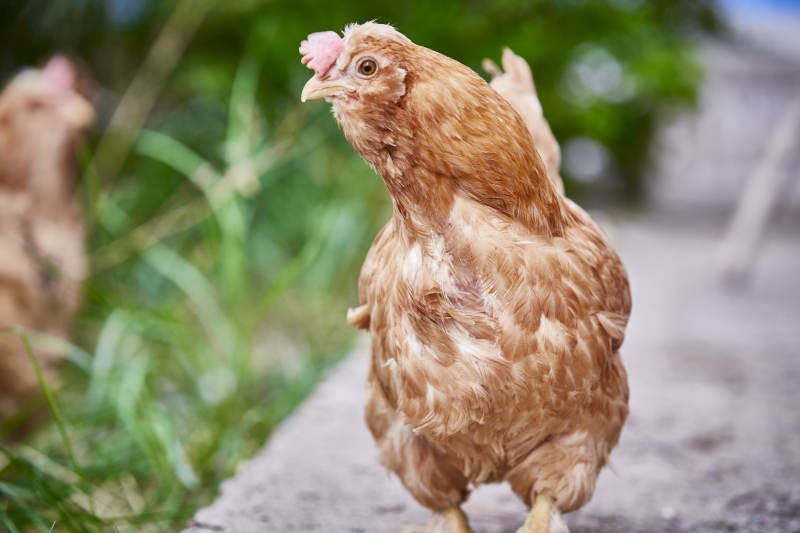 散养状态下散步在草地上的健康北京油鸡图片