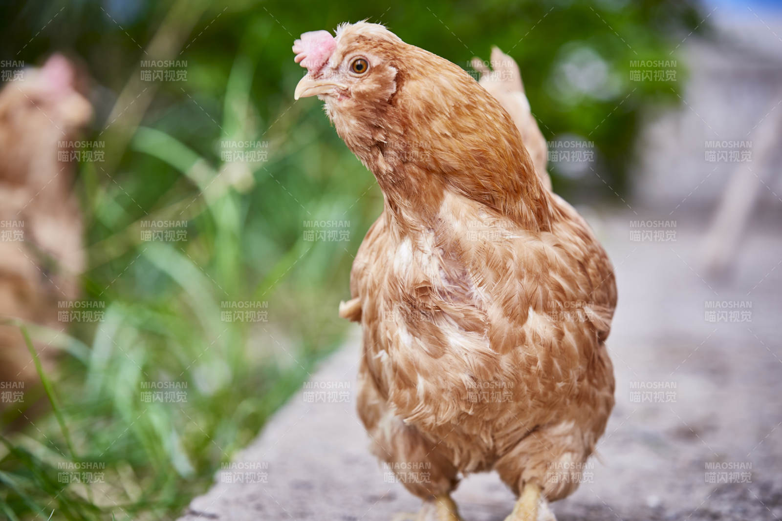 散养状态下散步在草地上的健康北京油鸡图片