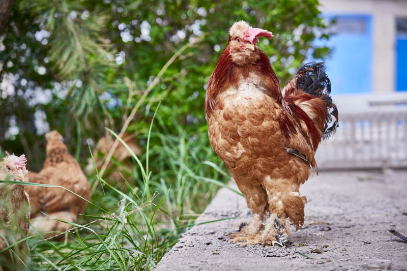 散养状态下散步在草地上的健康北京油鸡图片