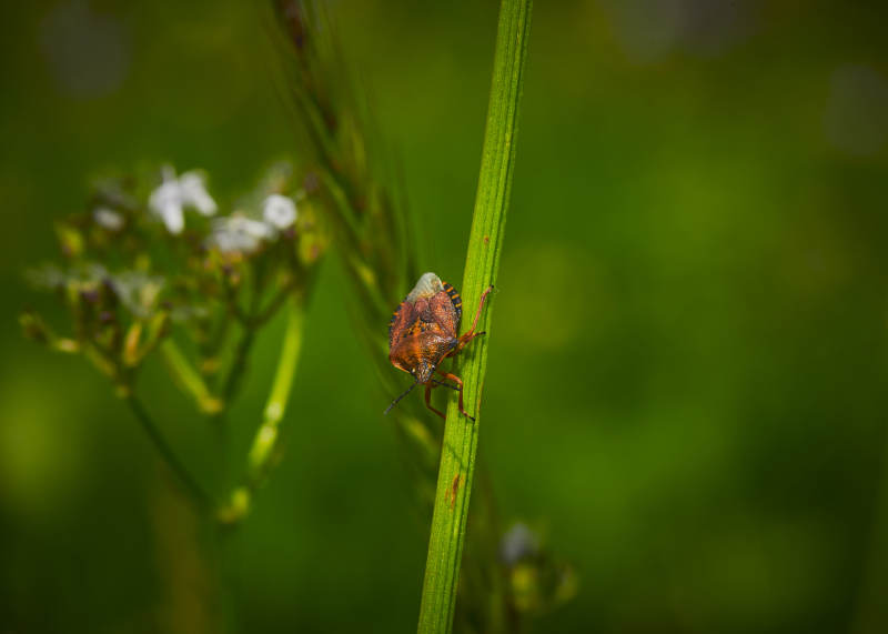 草赶上的昆虫蝽象图片