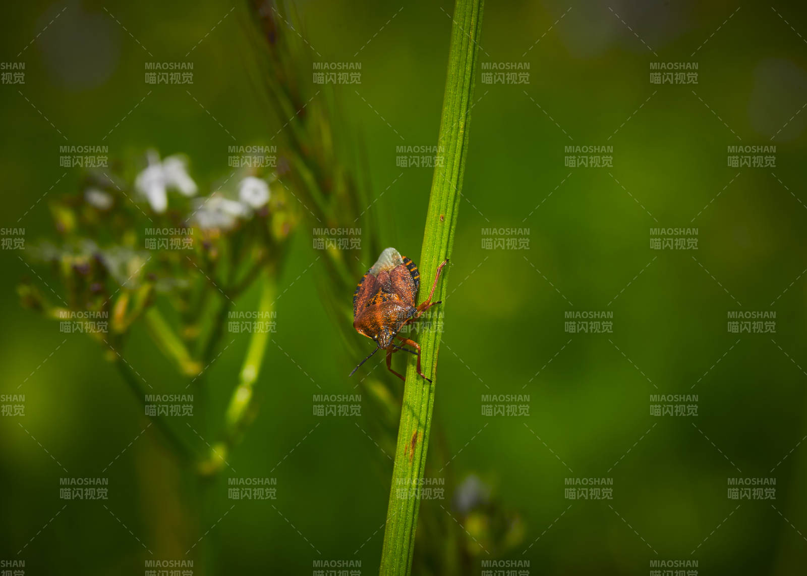 草赶上的昆虫蝽象图片