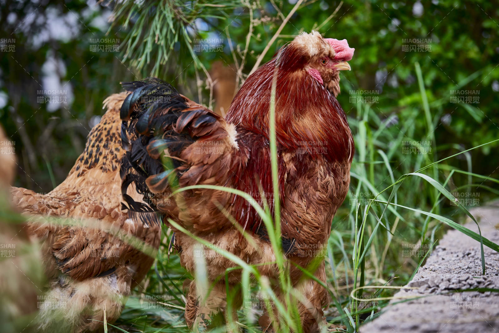散养状态下散步在草地上的健康北京油鸡图片