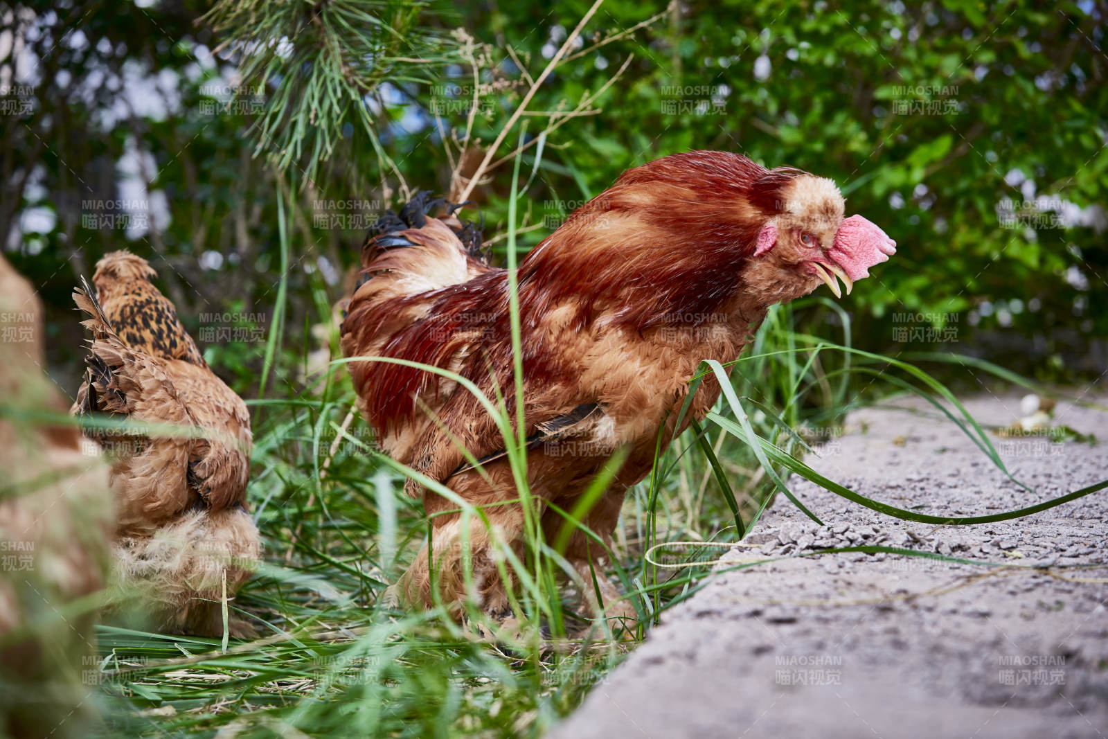 散养状态下散步在草地上的健康北京油鸡图片