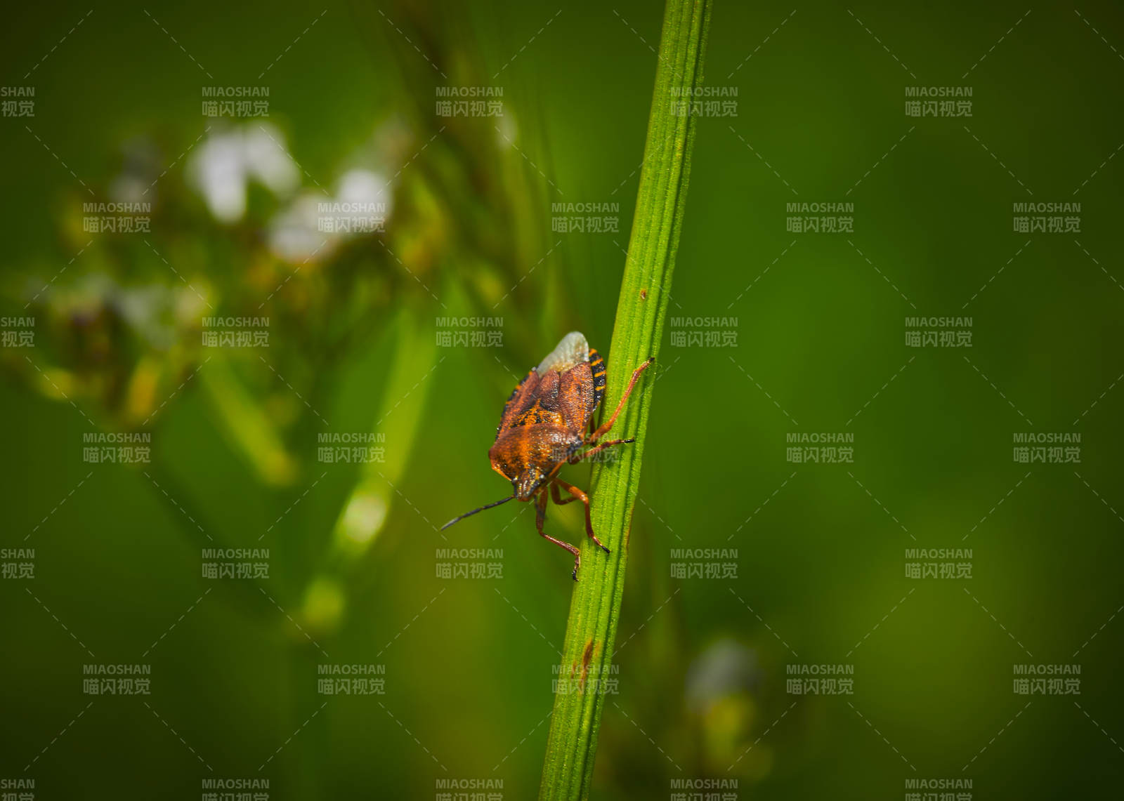 草赶上的昆虫蝽象图片