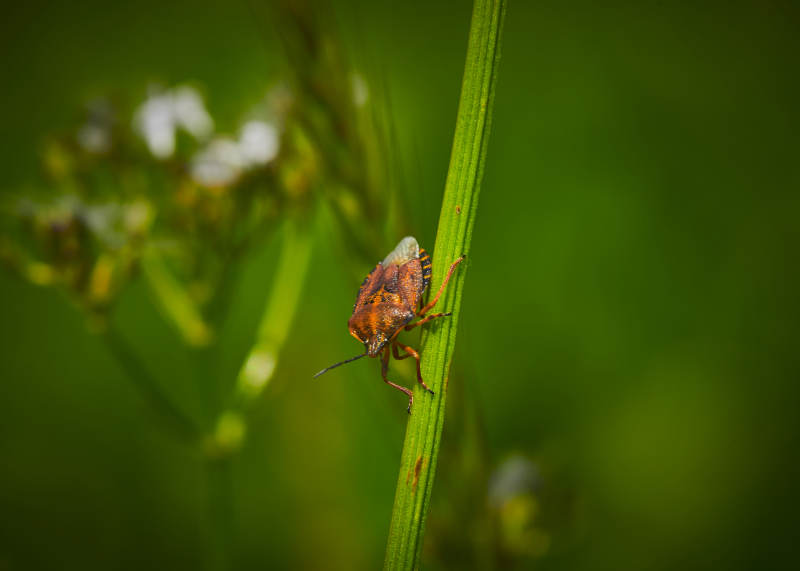 草赶上的昆虫蝽象图片